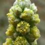 Beach Sagebrush (Artemisia pycnocephala): A native which grew in profusion along the bluffs.